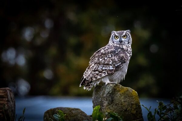 Grace of Owl
