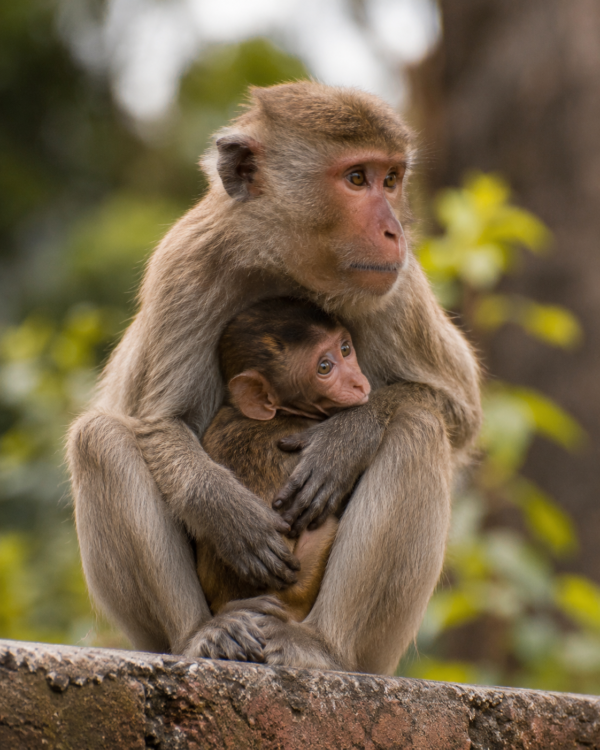 A Mother’s Embrace